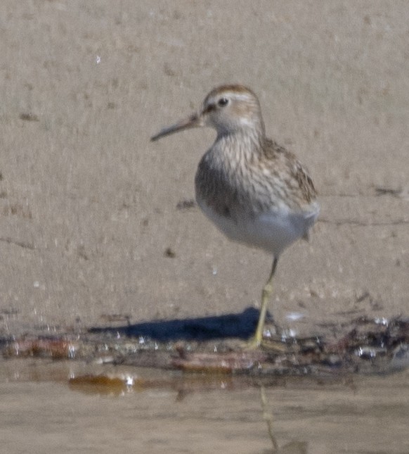 Pectoral Sandpiper - ML486798721