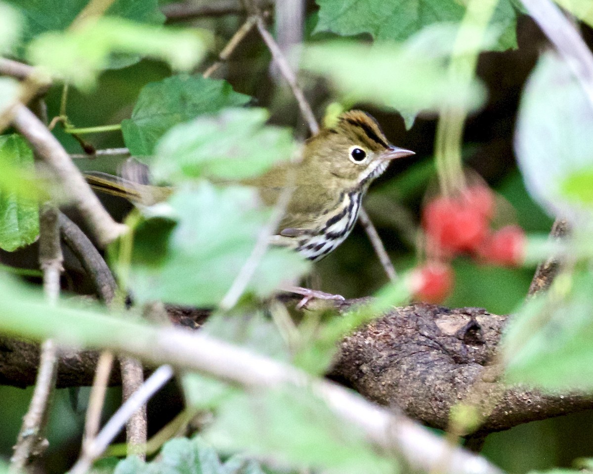 Ovenbird - ML486799211