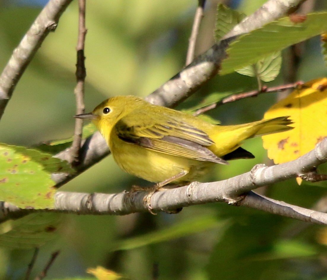 Yellow Warbler - ML486802191
