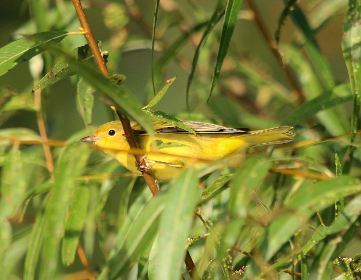 Yellow Warbler - ML486802231