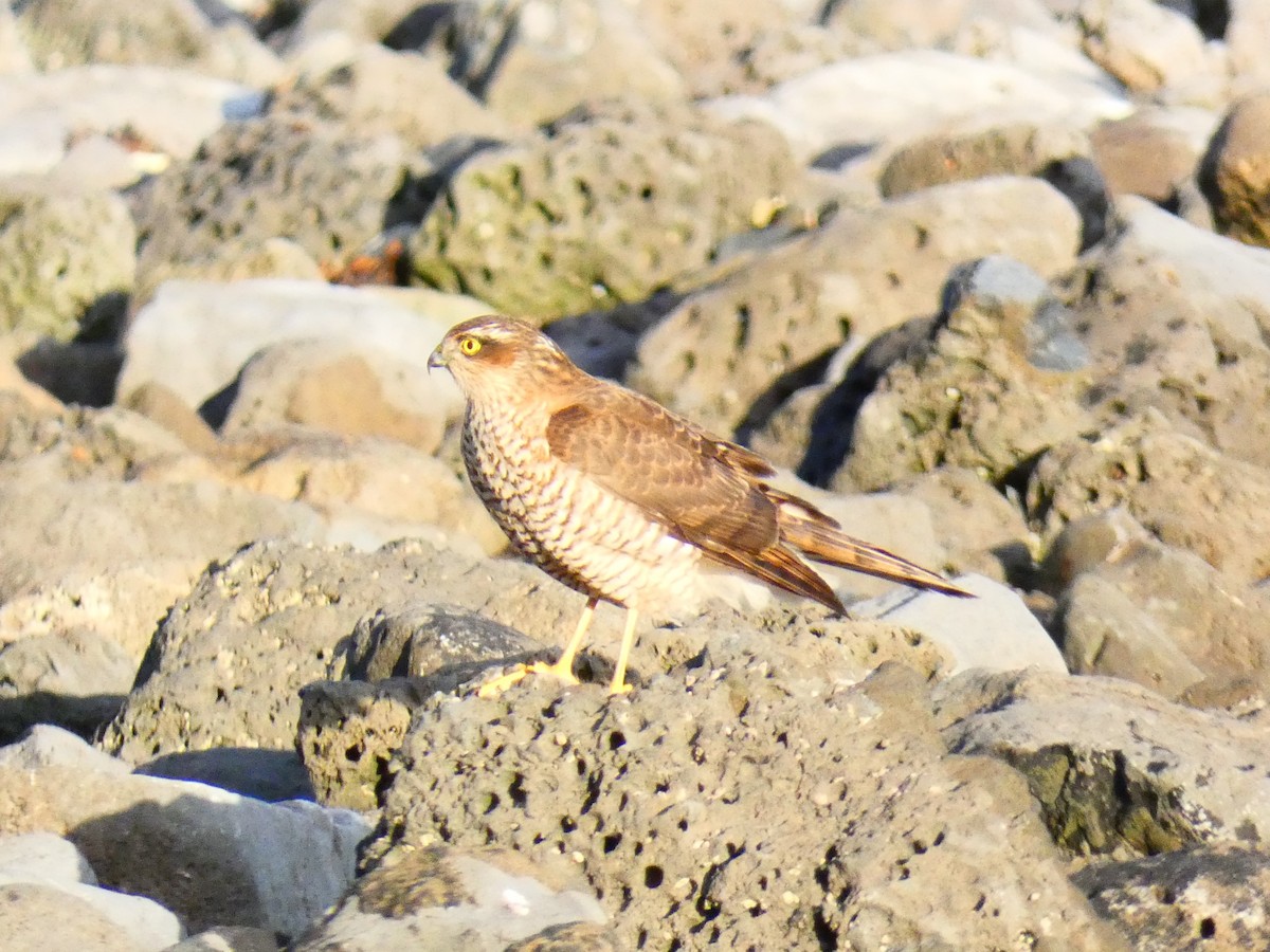 Eurasian Sparrowhawk - Seán Holland