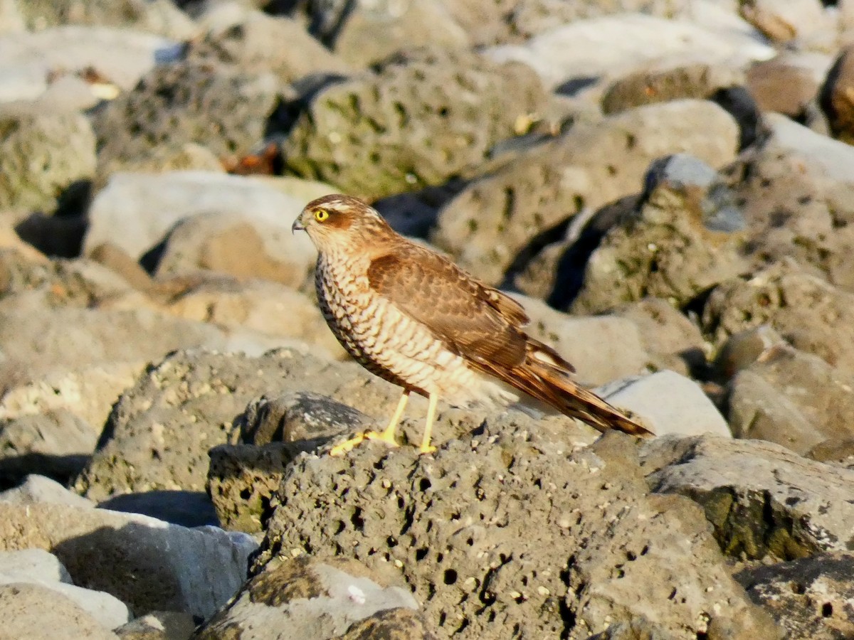 Eurasian Sparrowhawk - ML486803541