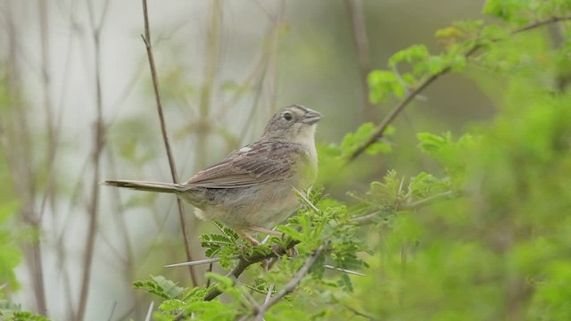 Botteri's Sparrow - ML486807681