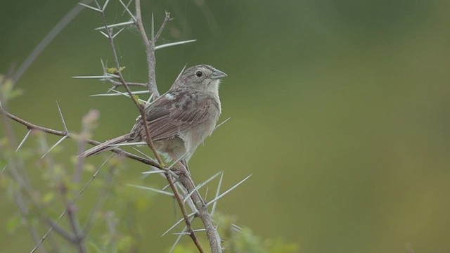 Botteri's Sparrow - ML486807691