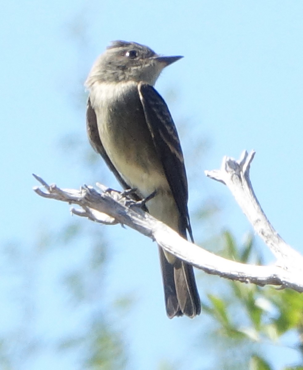 Western Wood-Pewee - ML486807751