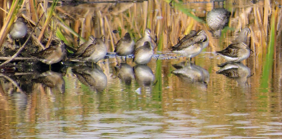 Long-billed Dowitcher - Cliff Long