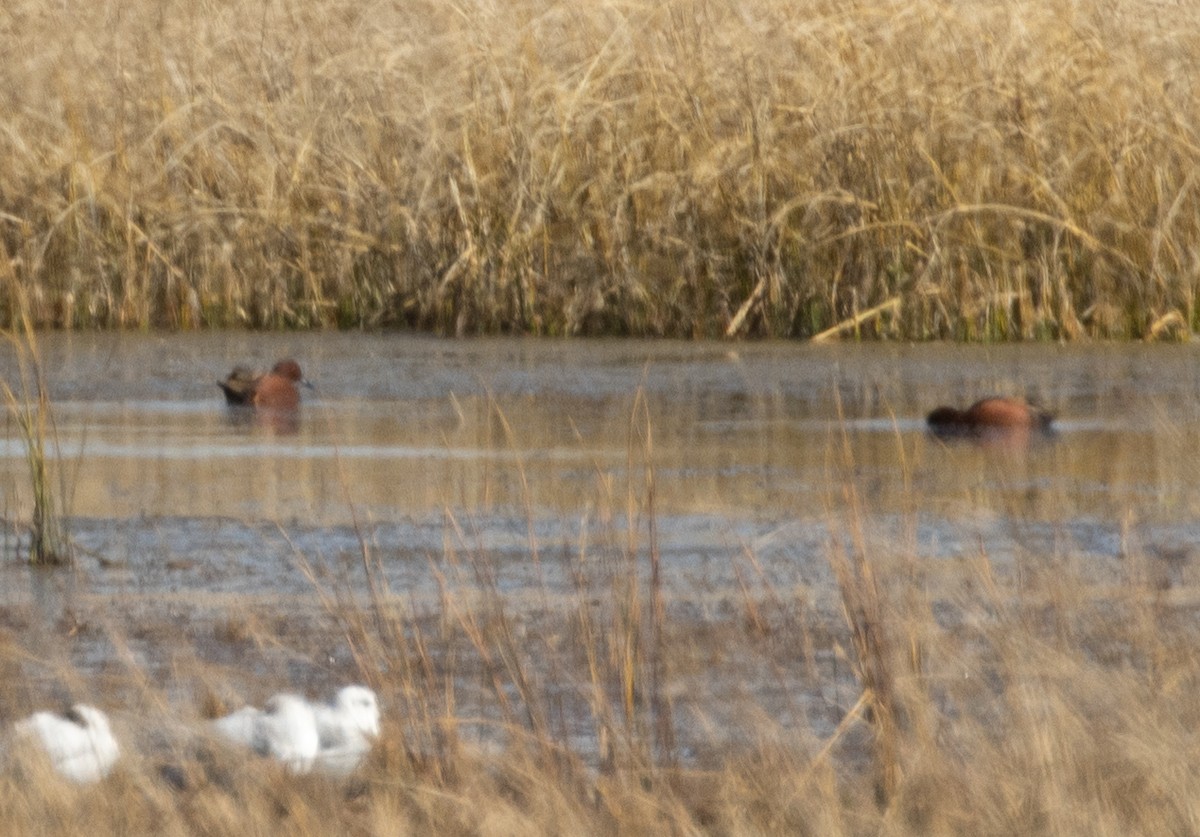 Cinnamon Teal - ML486809511