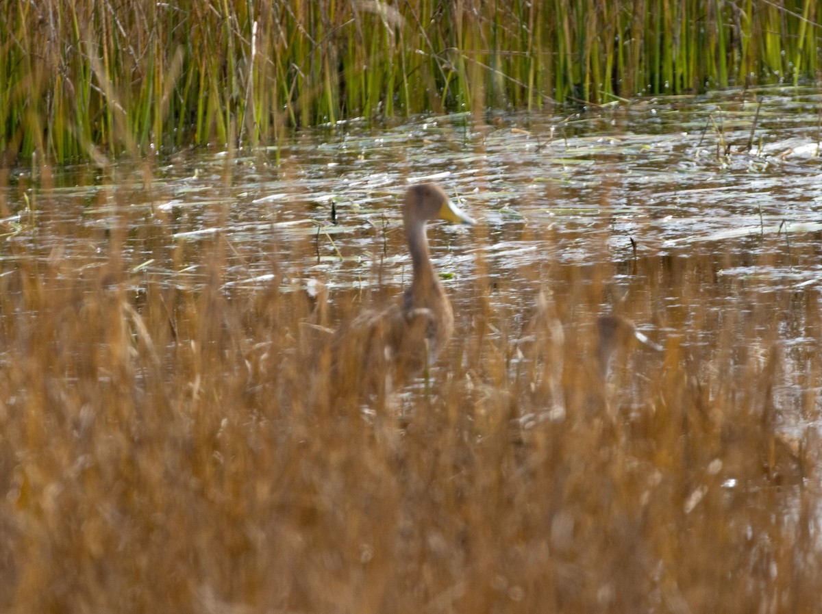 Yellow-billed Pintail - ML486809641