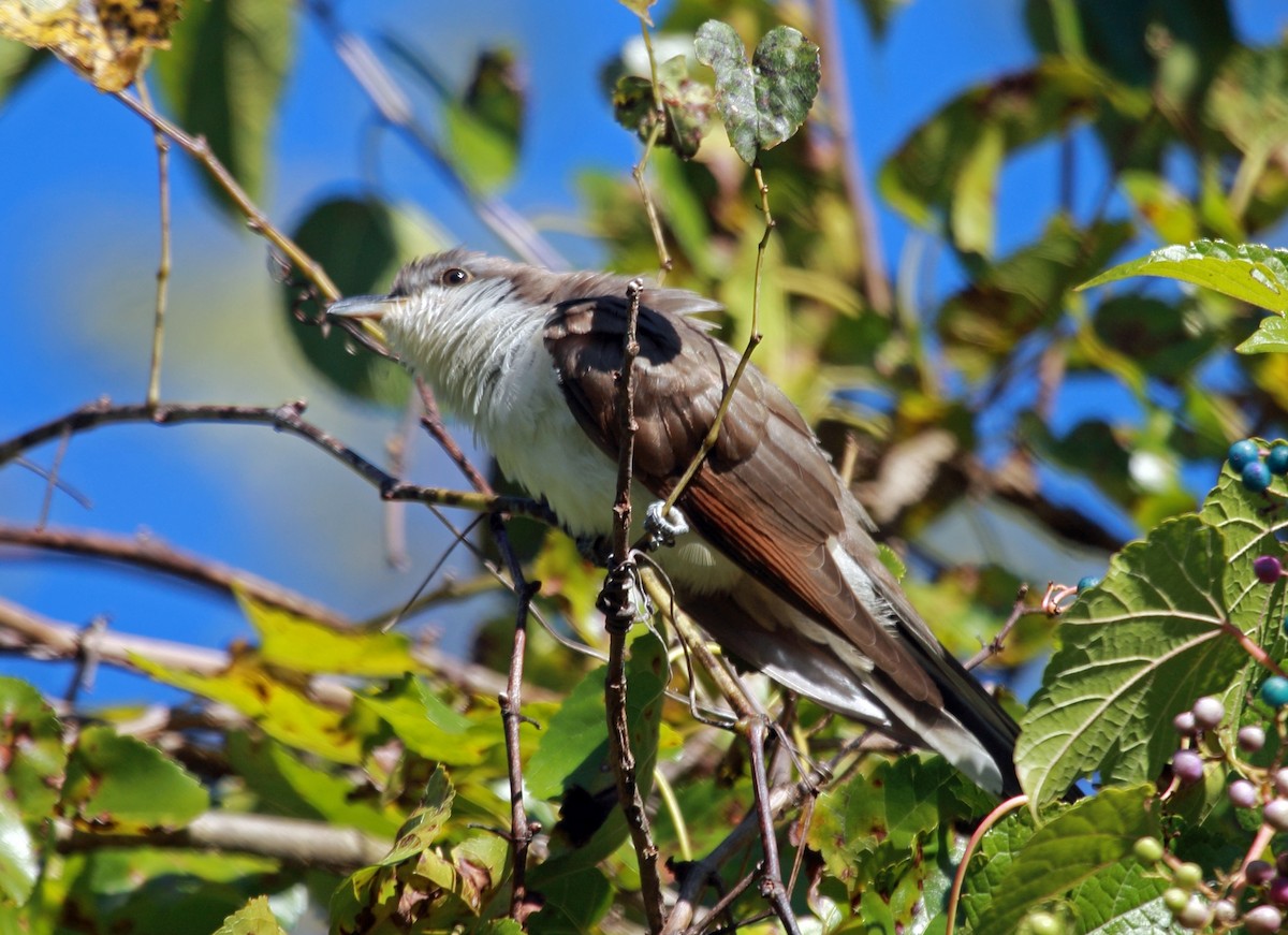 Yellow-billed Cuckoo - ML486811971