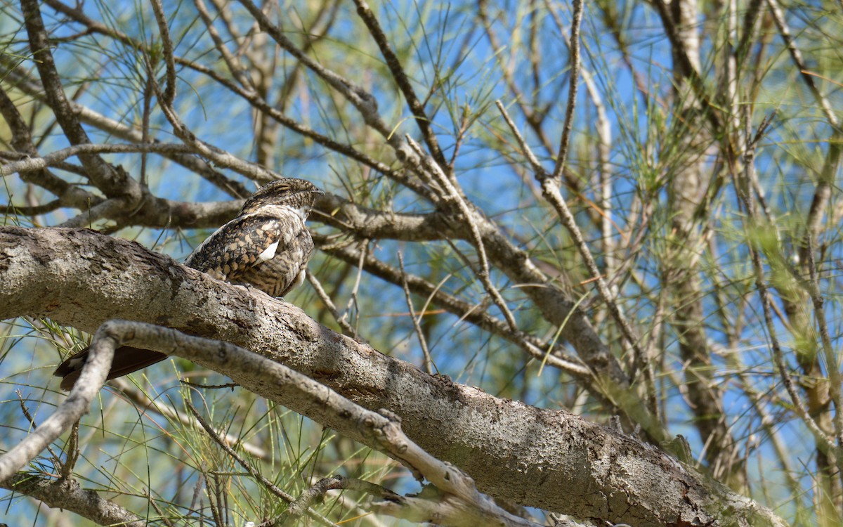 Common Nighthawk - ML486812991