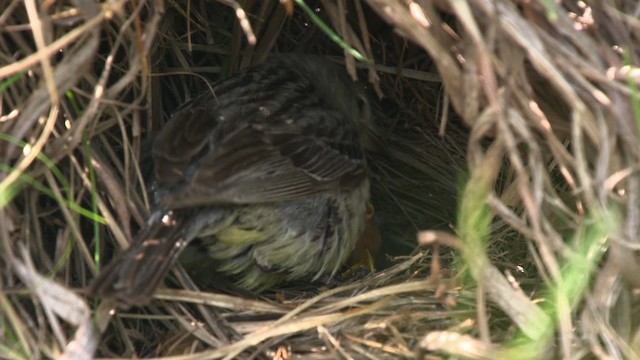 Kirtland's Warbler - ML486813