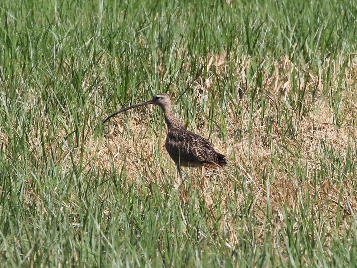 Long-billed Curlew - ML486813541