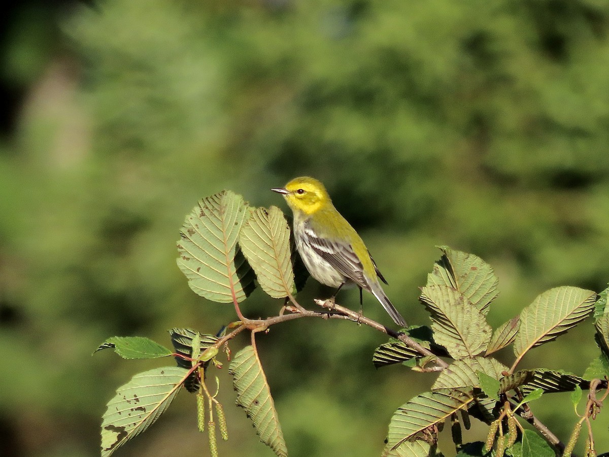 Black-throated Green Warbler - ML486814351