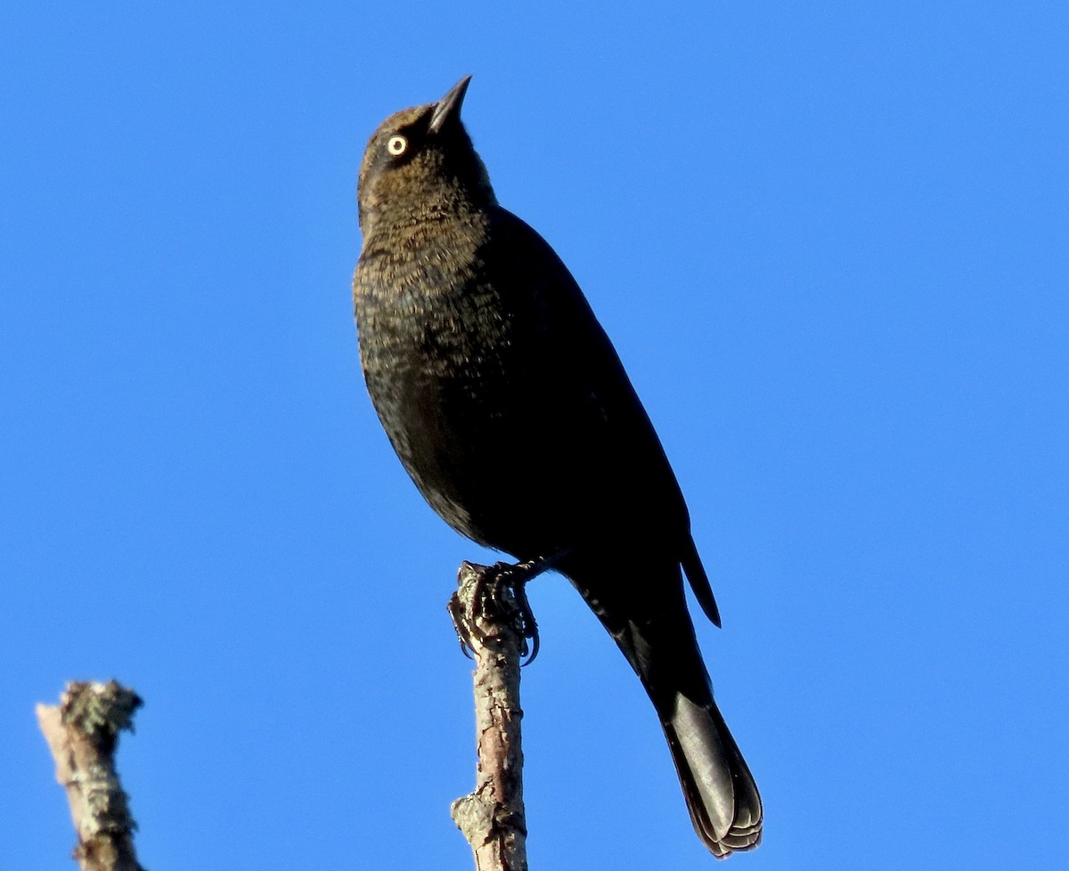 Rusty Blackbird - David and Regan Goodyear