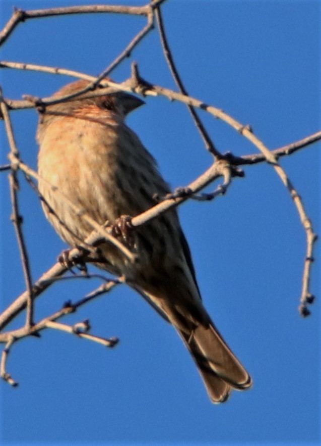 House Finch - ML486814841