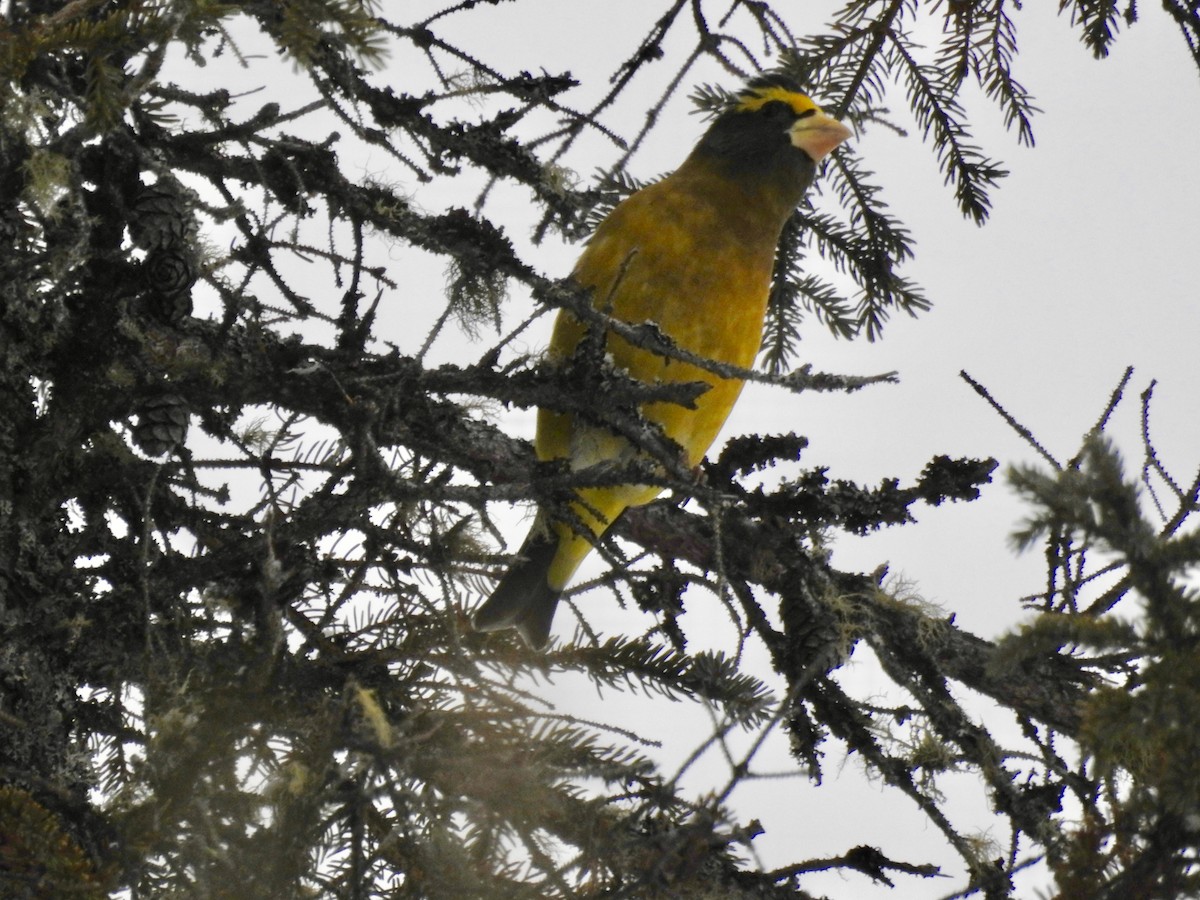 Evening Grosbeak - Cindy Burley