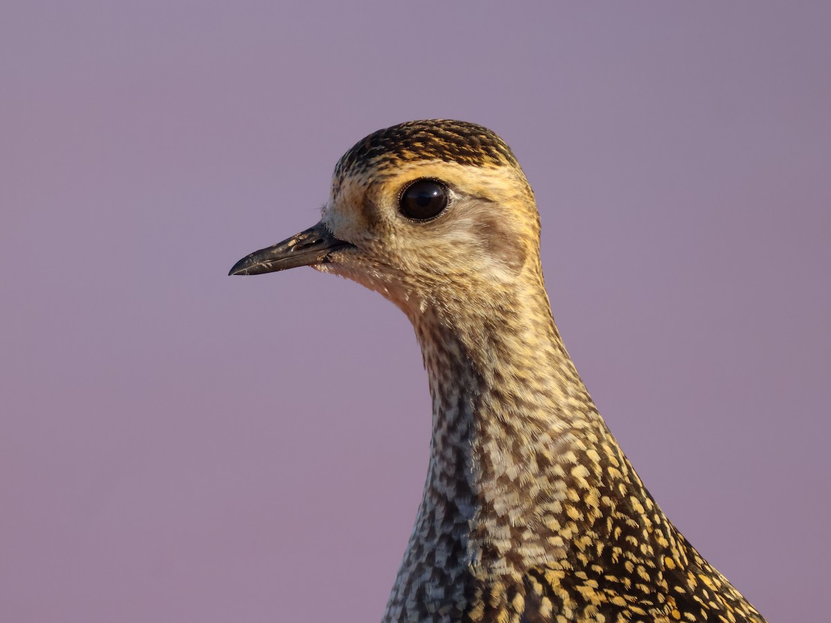 American Golden-Plover - ML486815231