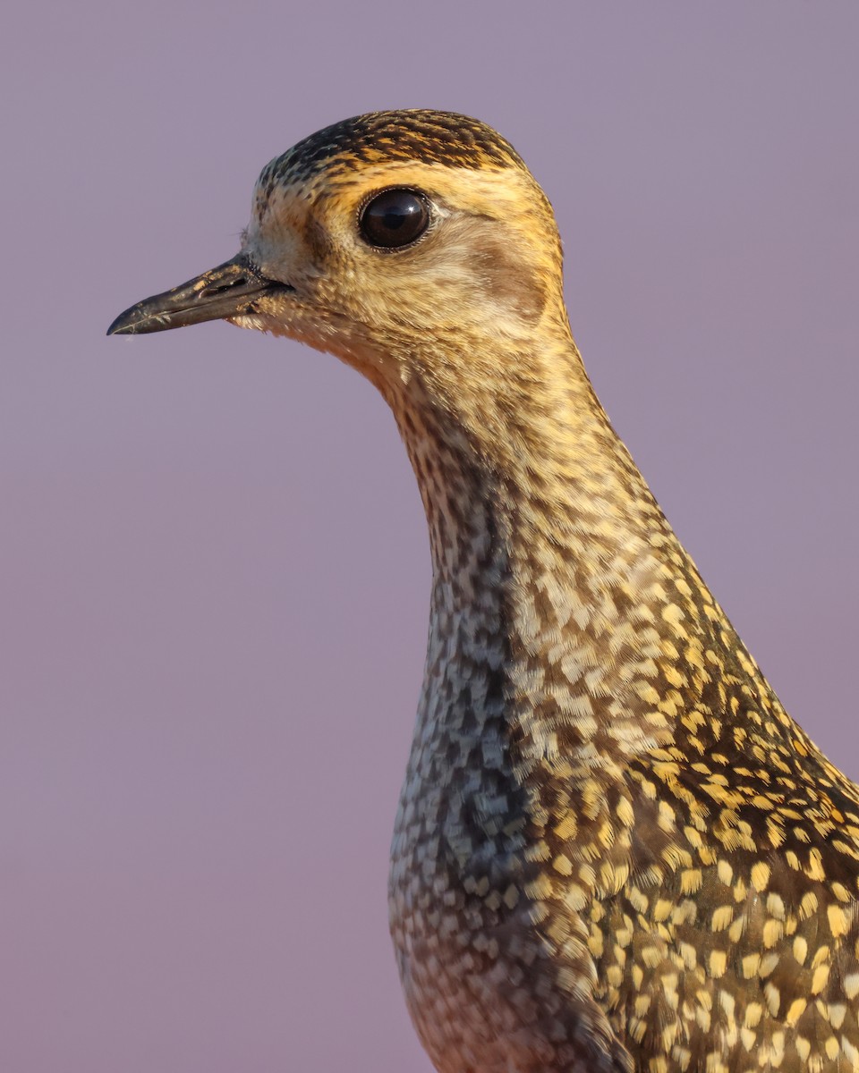 American Golden-Plover - Andy Wilson