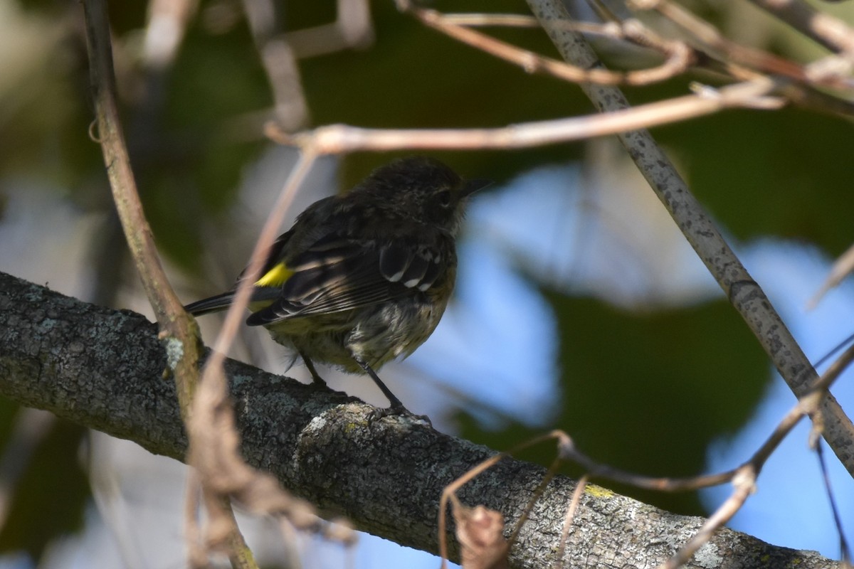 Yellow-rumped Warbler - ML486816131