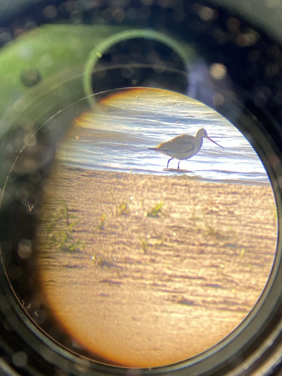 Hudsonian Godwit - ML486817281