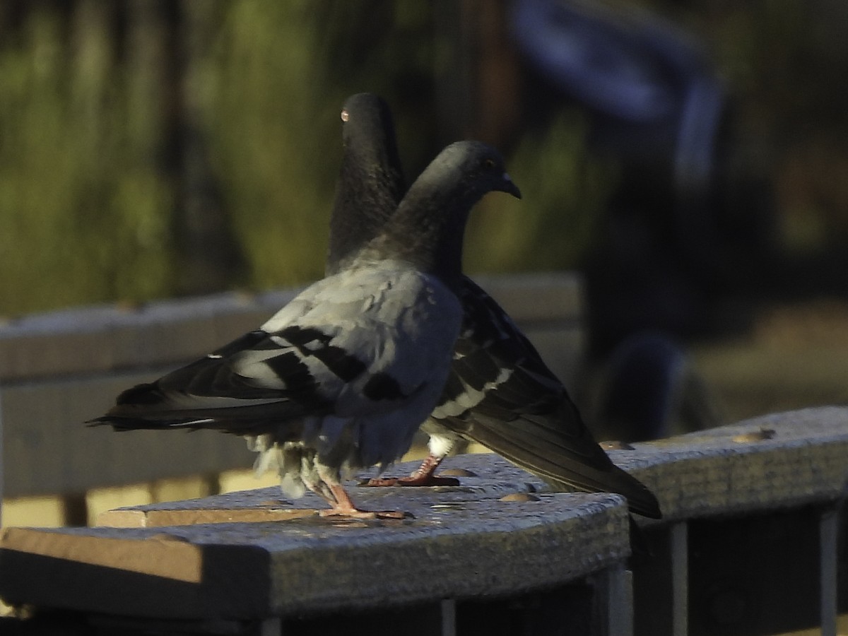 Rock Pigeon (Feral Pigeon) - ML486818271