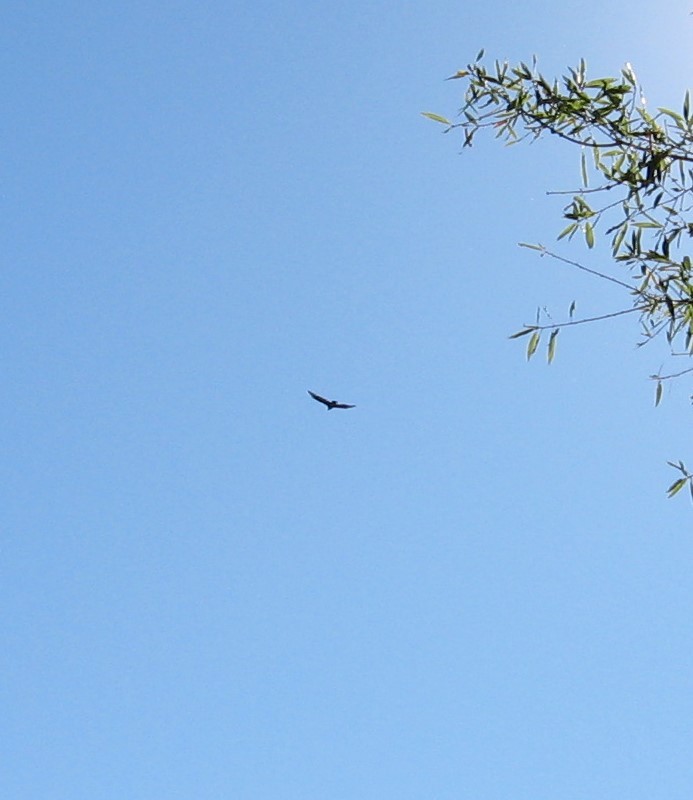 Turkey Vulture - ML486819861