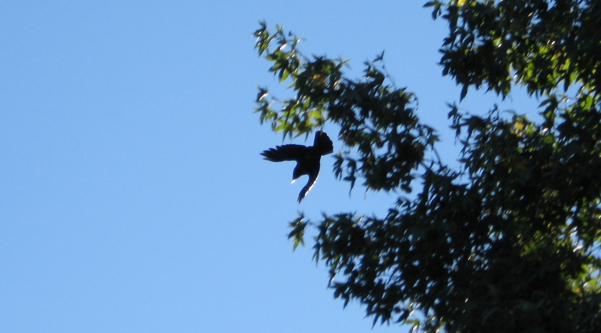 American Crow - ML486819971