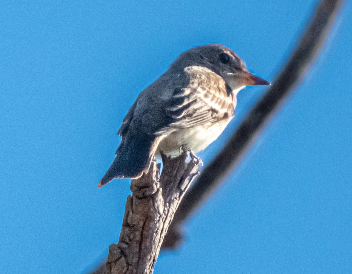 Willow Flycatcher - ML486820021