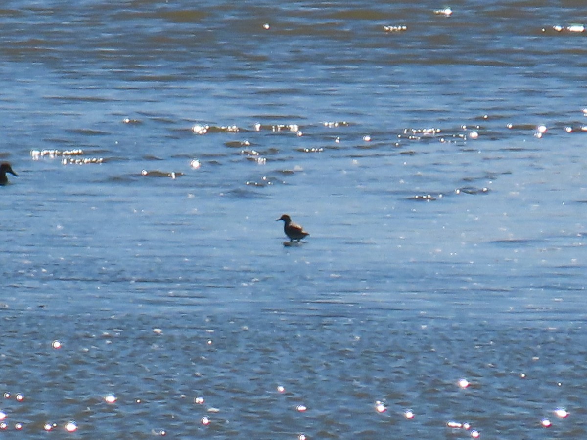 Red Knot - ML486820601