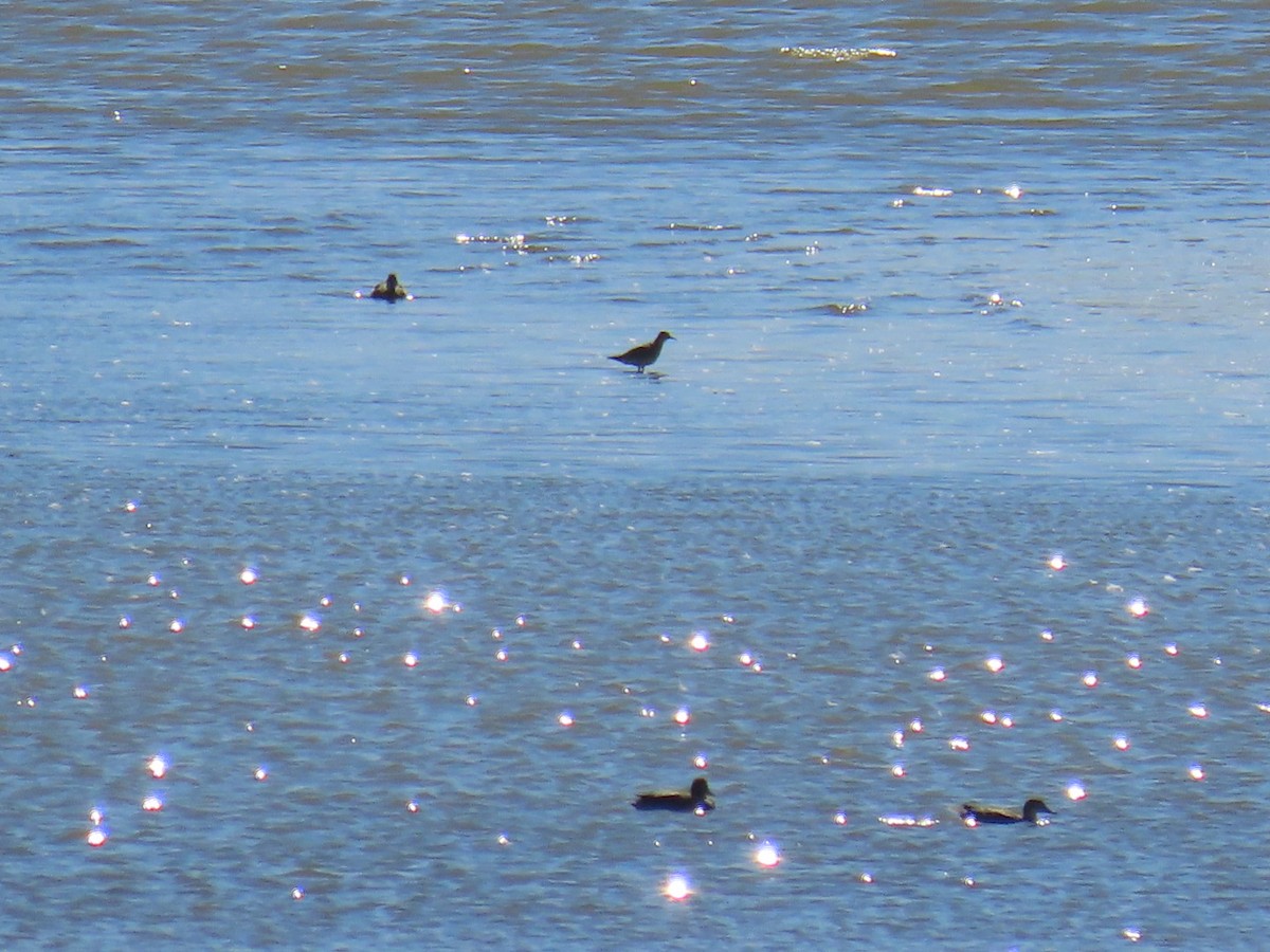 Red Knot - ML486820621