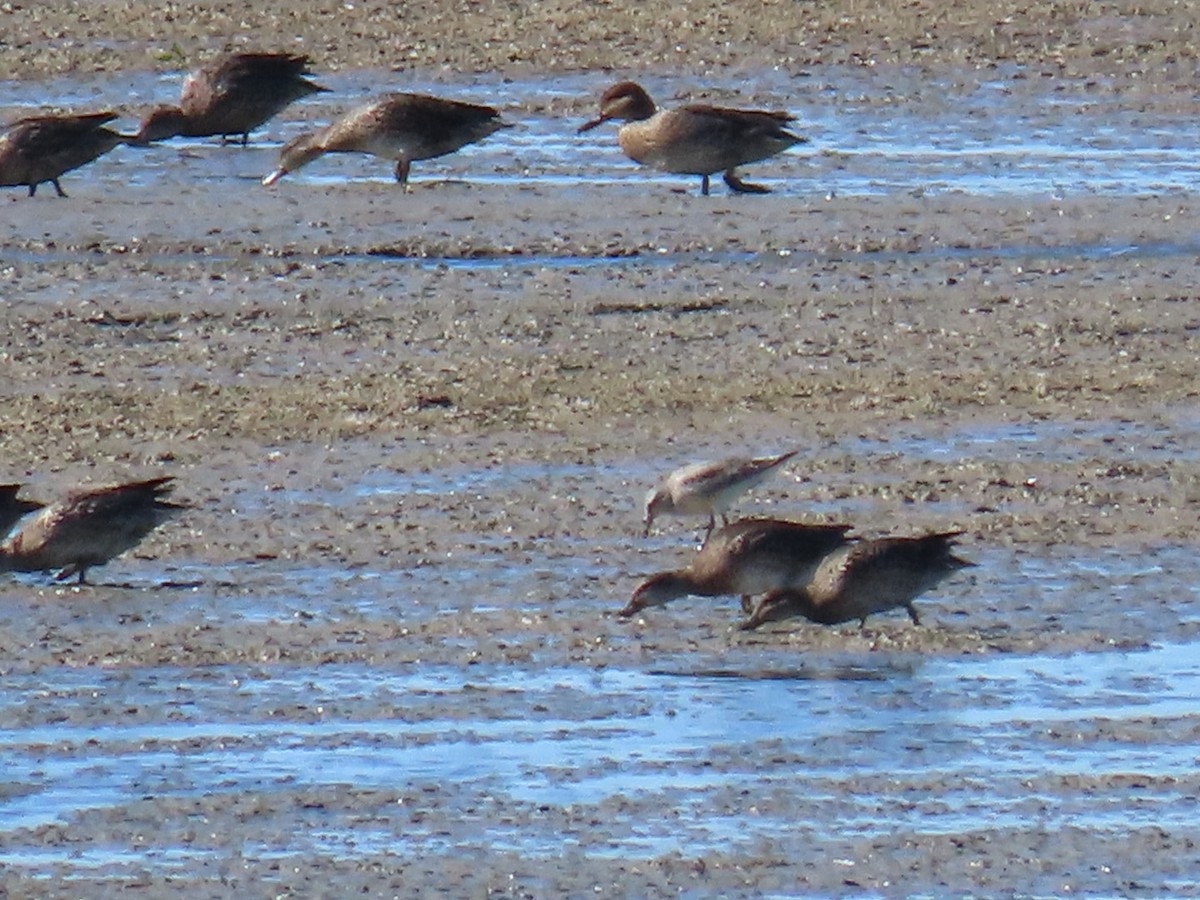 Red Knot - ML486820631