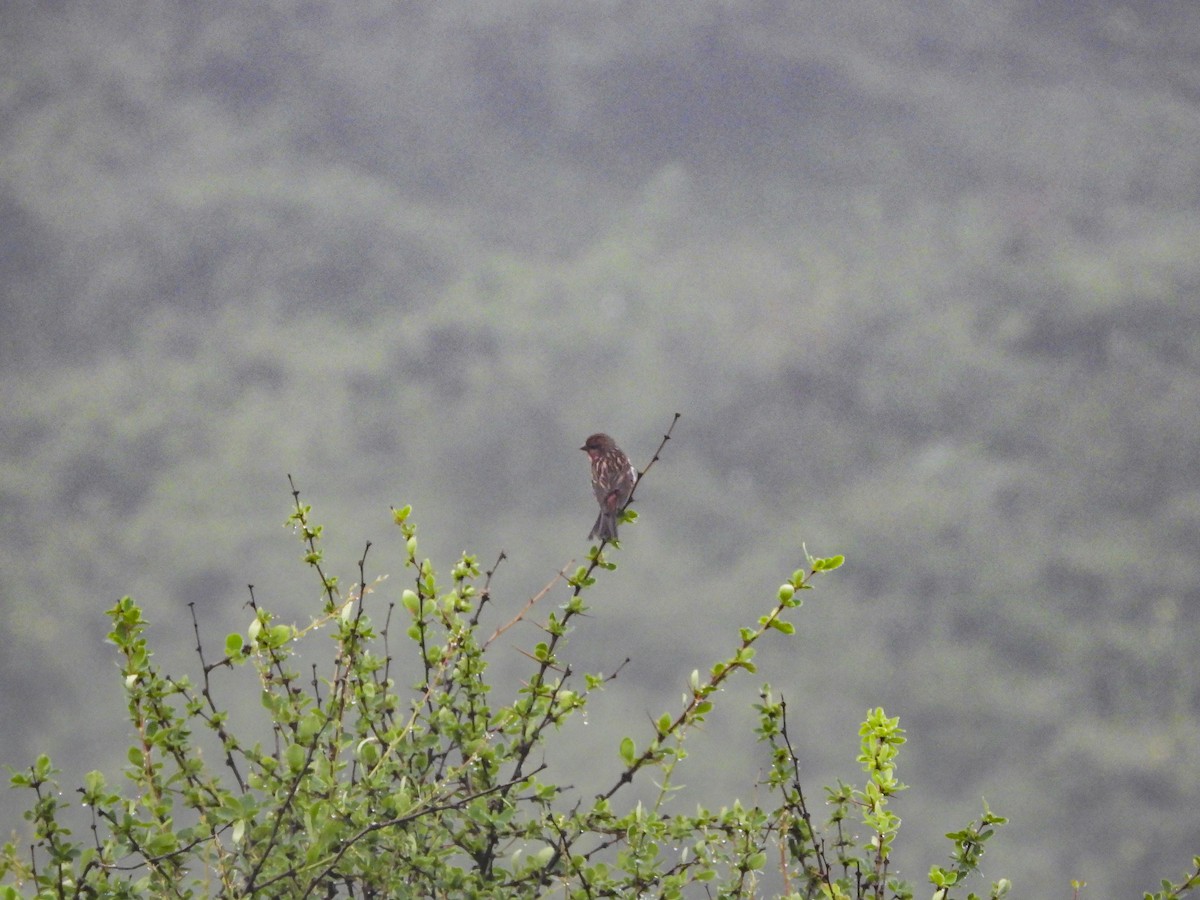 Himalayan Beautiful Rosefinch - ML486820961