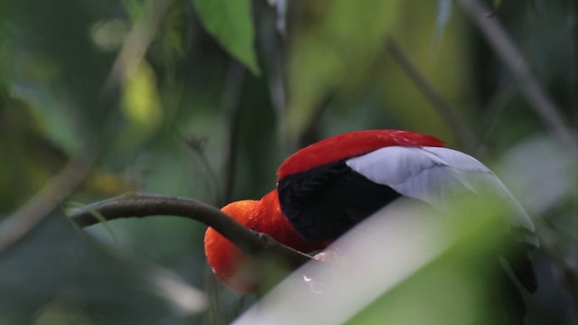 Andean Cock-of-the-rock - ML486821