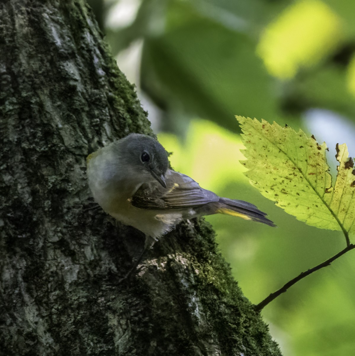 American Redstart - ML486821081