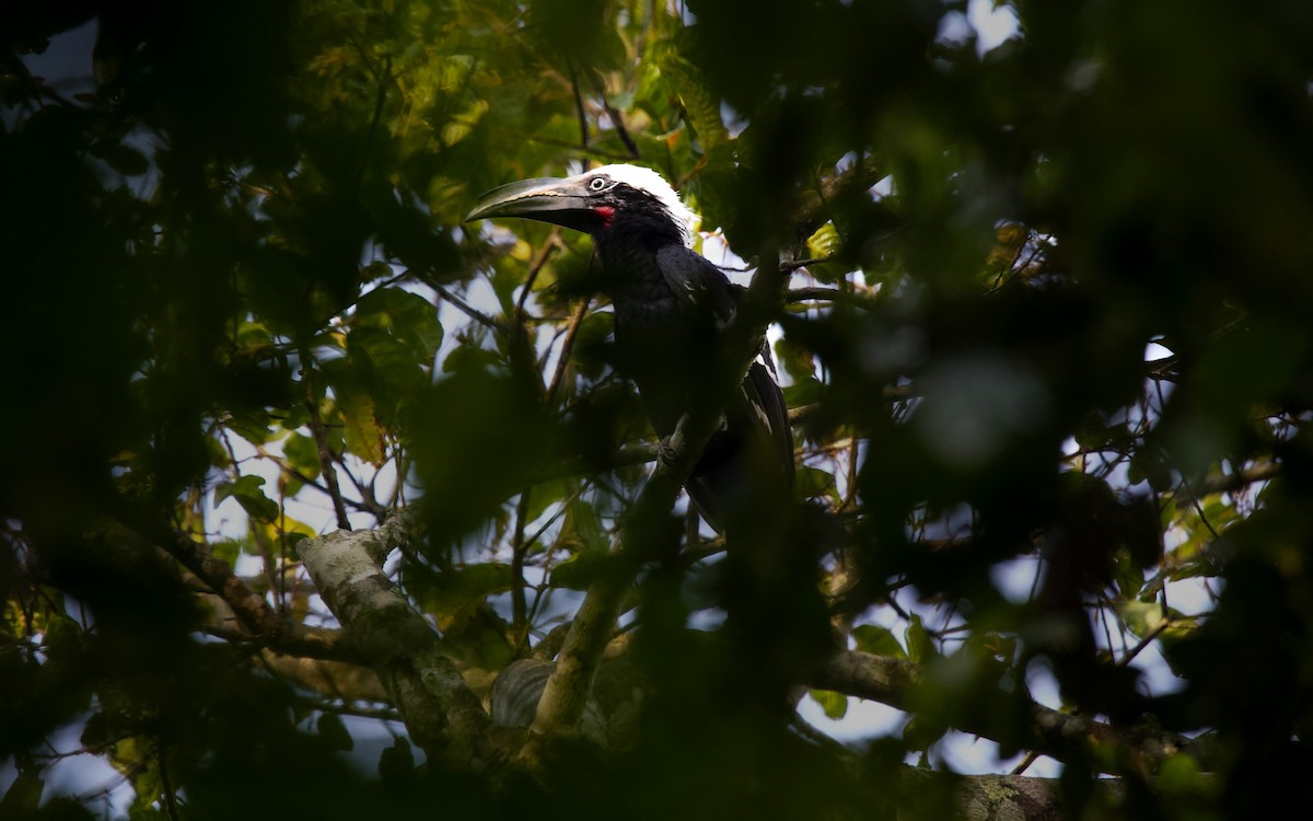 Eastern Long-tailed Hornbill - ML486821461