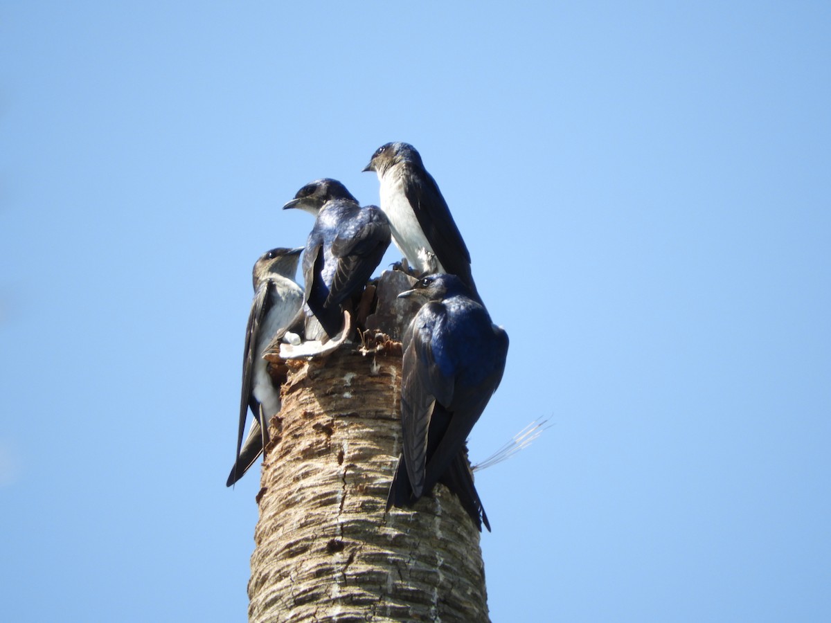 Gray-breasted Martin - ML486821521