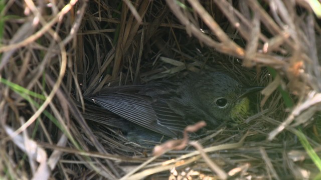 Kirtland's Warbler - ML486822