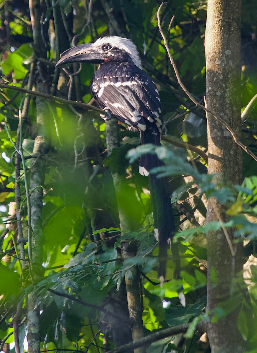 Eastern Long-tailed Hornbill - ML486822081