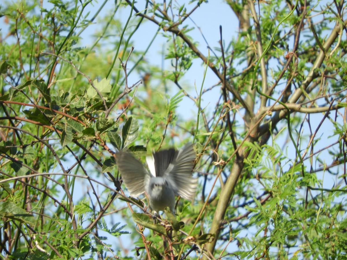 Masked Gnatcatcher - ML486822151