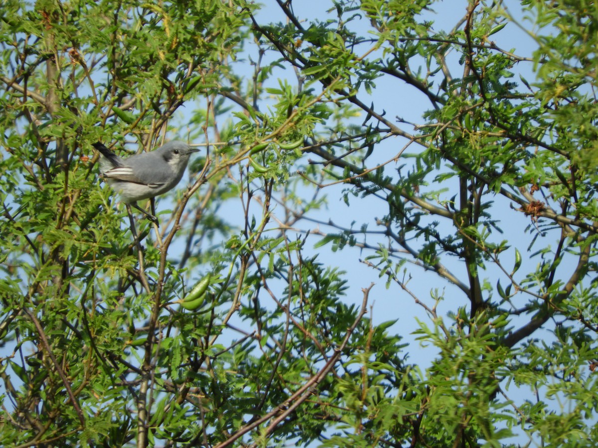 Masked Gnatcatcher - ML486822201