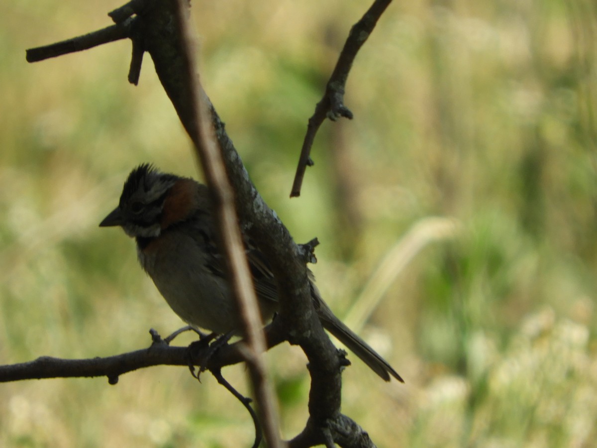 Rufous-collared Sparrow - ML486822511