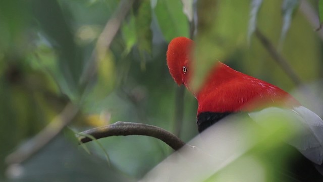 Andean Cock-of-the-rock - ML486823