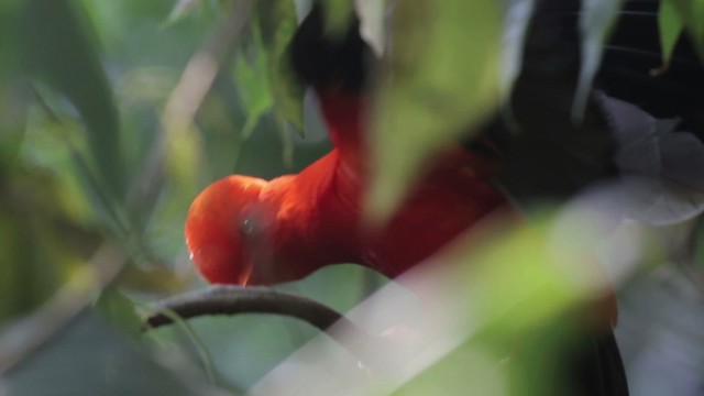 Andean Cock-of-the-rock - ML486824