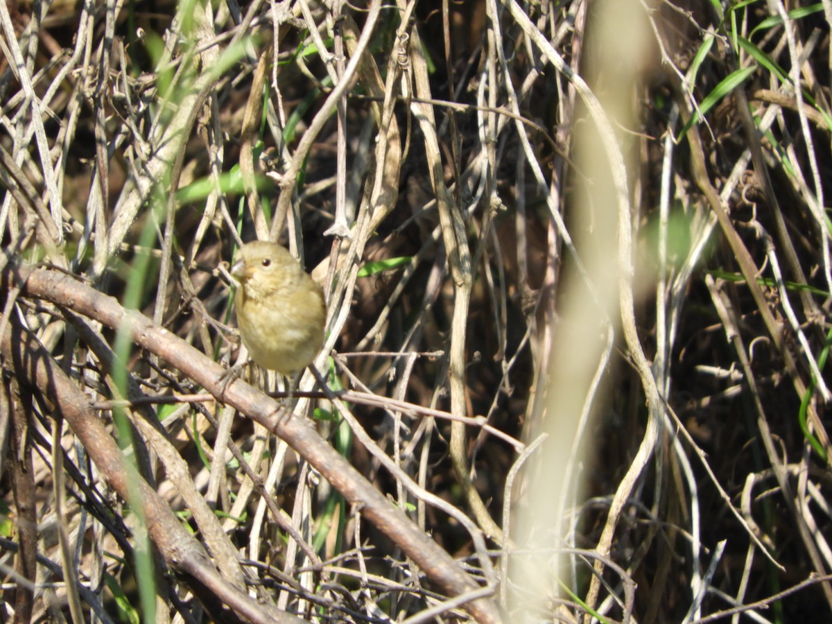 Double-collared Seedeater - Silvia Enggist