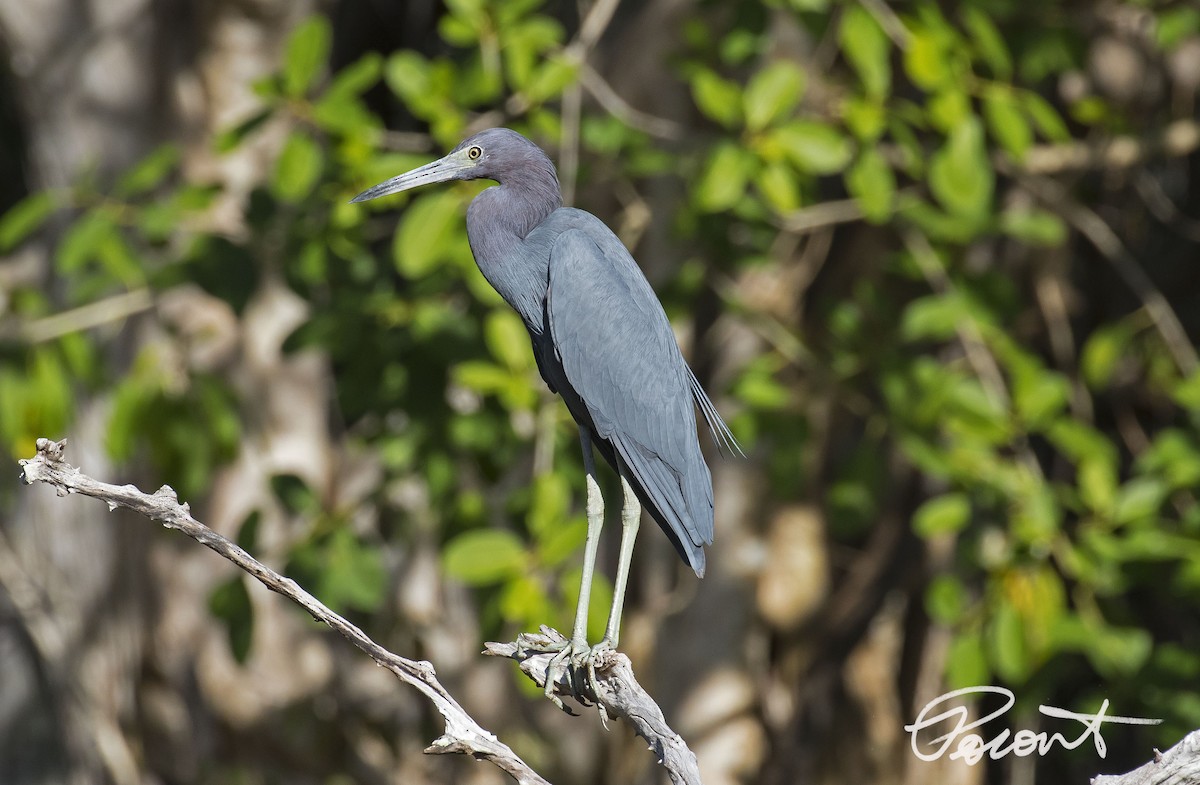 Little Blue Heron - Paul Poronto