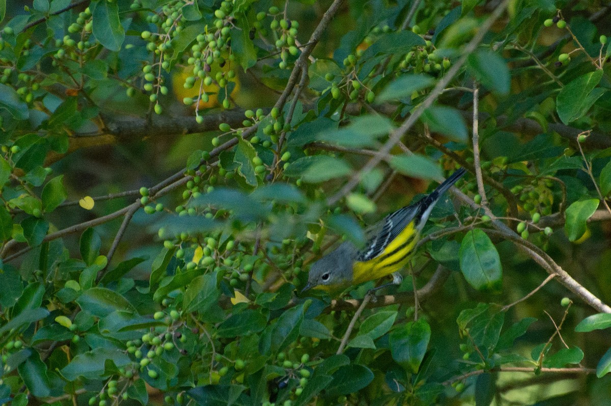 Magnolia Warbler - ML486824621
