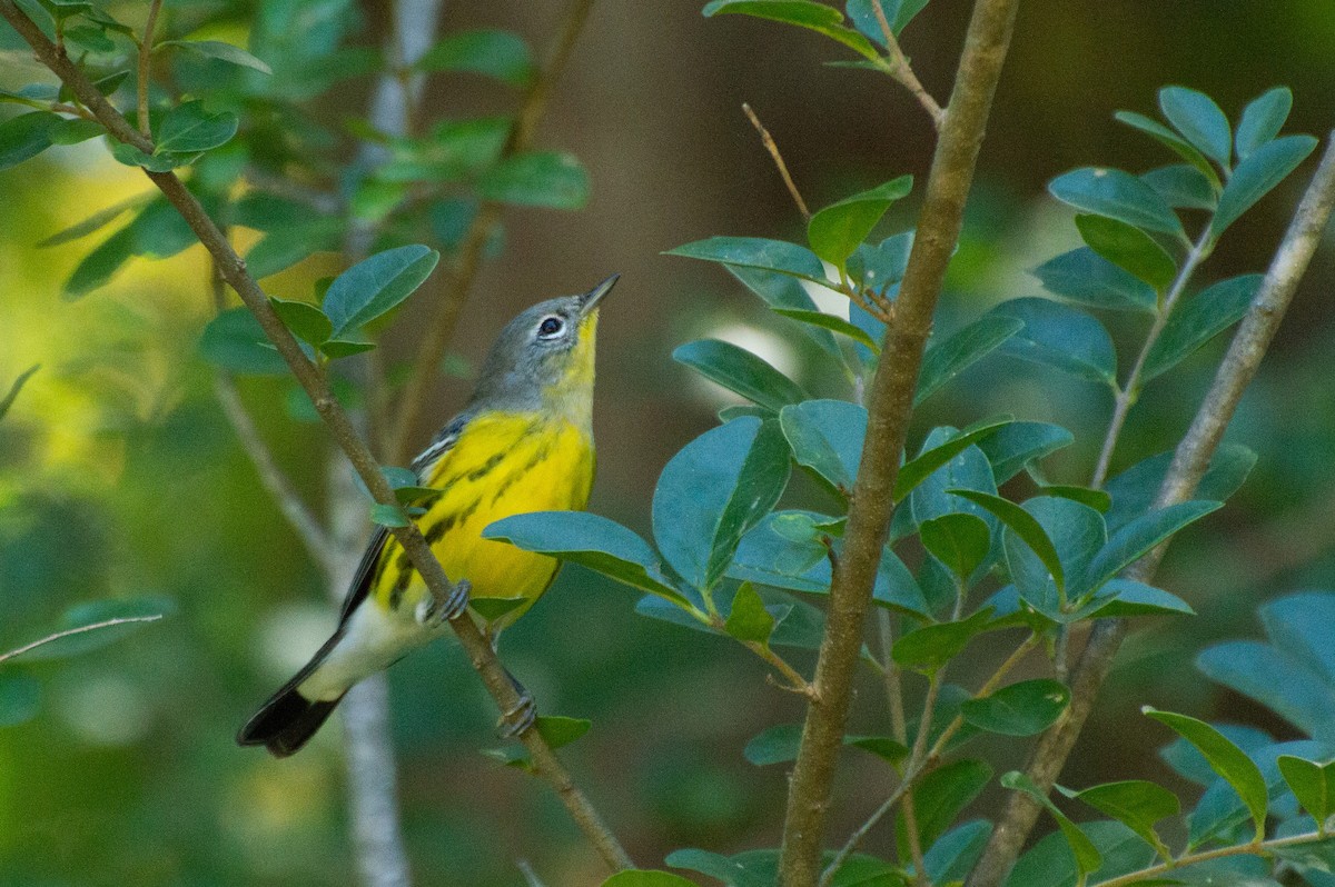 Magnolia Warbler - ML486824641