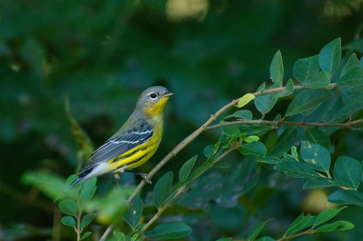 Magnolia Warbler - ML486824661