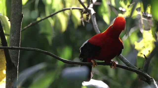 Andean Cock-of-the-rock - ML486825