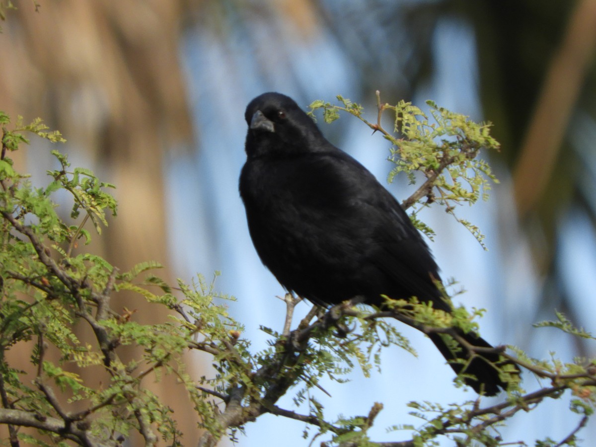 Screaming Cowbird - ML486825391